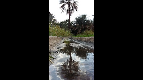 Contemplation video, quiet wind sound, nature view