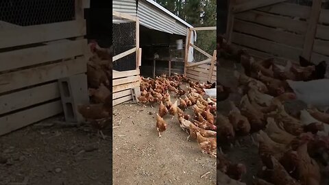 #chicken #homestead #homesteading #chickens #farmlife #homesteadlife
