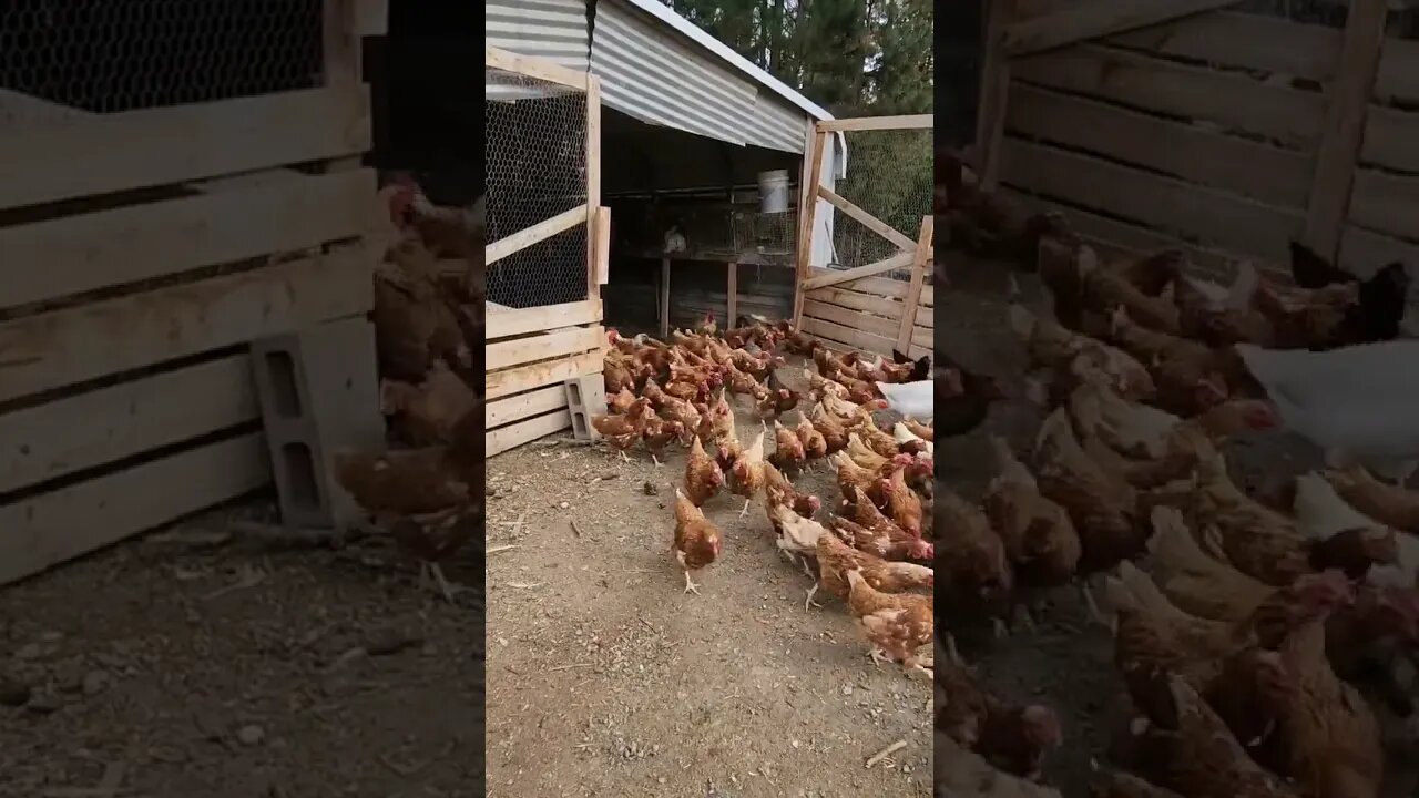 #chicken #homestead #homesteading #chickens #farmlife #homesteadlife