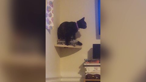 Funny Cat Loves To Rest On A Shelf