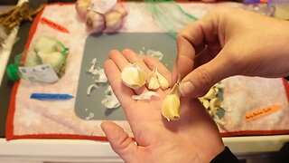 Planting garlic in a raised garden bed