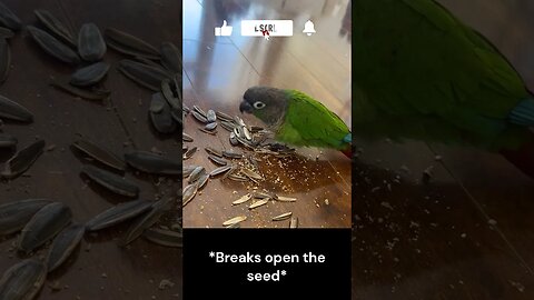 Up-close of Birdie eating a seed! 🥜