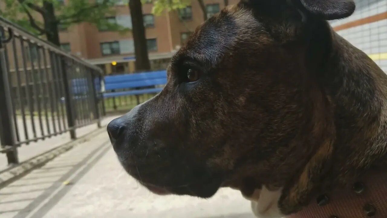 Roxy the Red/blue nose mix