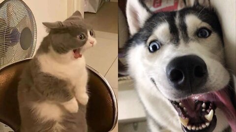😹🐶😹 Baby Dogs - Cute and Funny Dog & Cat Video 😹🐶😹 (2022) Part - 3