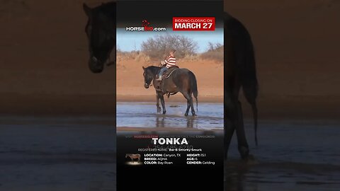 ＴＯＮＫＡ - Reliable & Trustworthy 6 Yr. old Bay Roan AQHA Gelding! On Horsebid.com until March 27th!