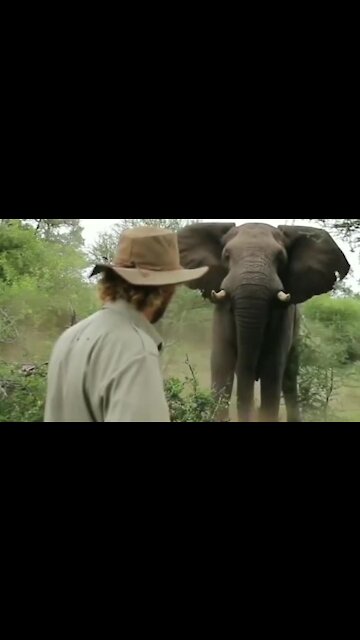 Brave safari guide incredibly stops a charging elephant