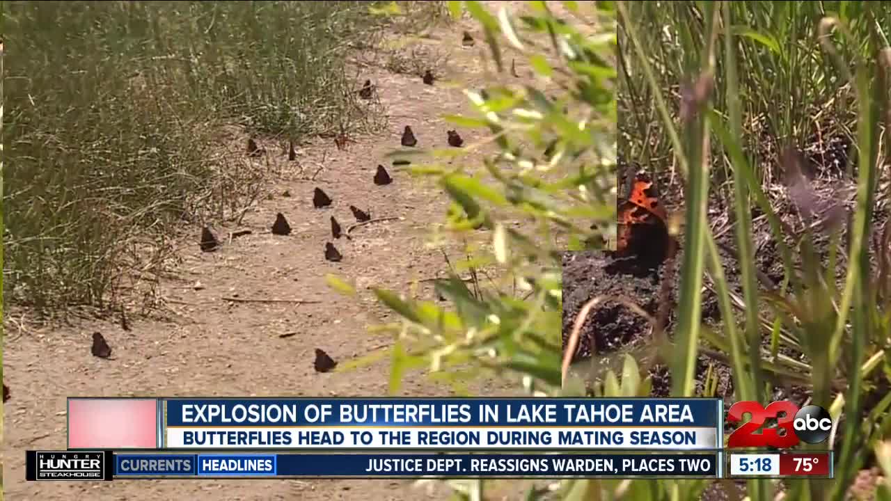 Check This Out: Explosion of butterflies in Lake Tahoe area
