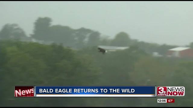 Injured bald eagle released in the wild from Fontenelle Forest