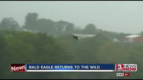 Injured bald eagle released in the wild from Fontenelle Forest