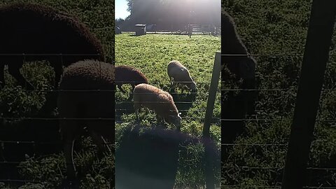 visiting the sheep