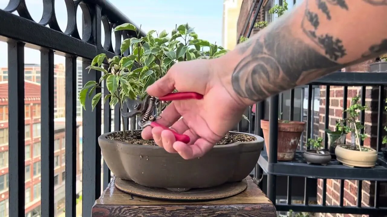 Trimming a ficus benjamina bonsai forest