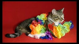 Cat Photography
