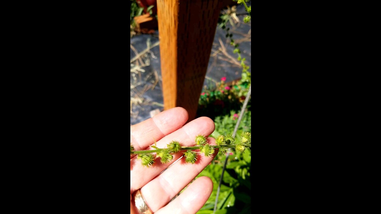 Agrimony - Edible Plant Identification