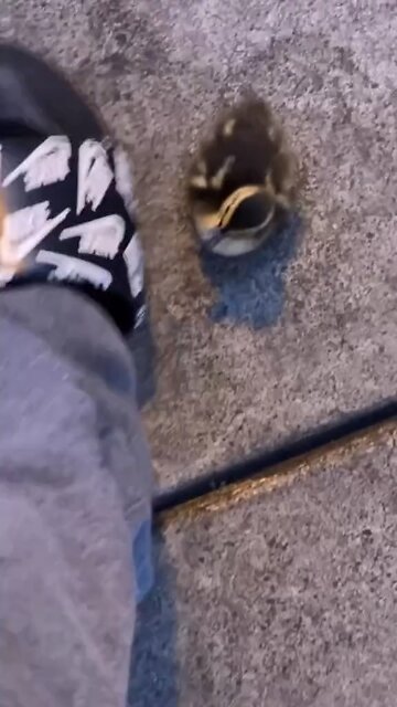 This baby duck was following me