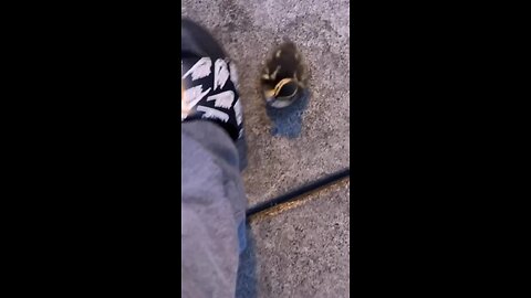 This baby duck was following me