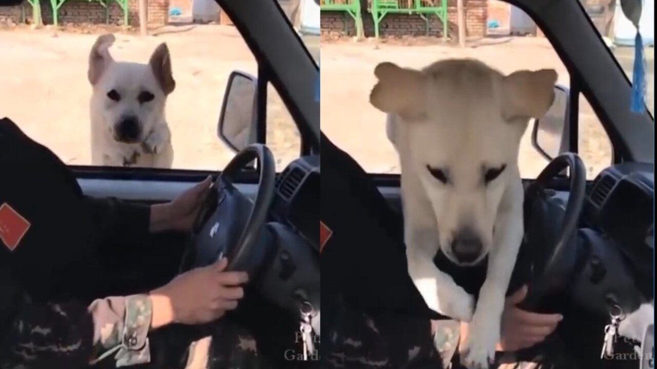 dog for car jump