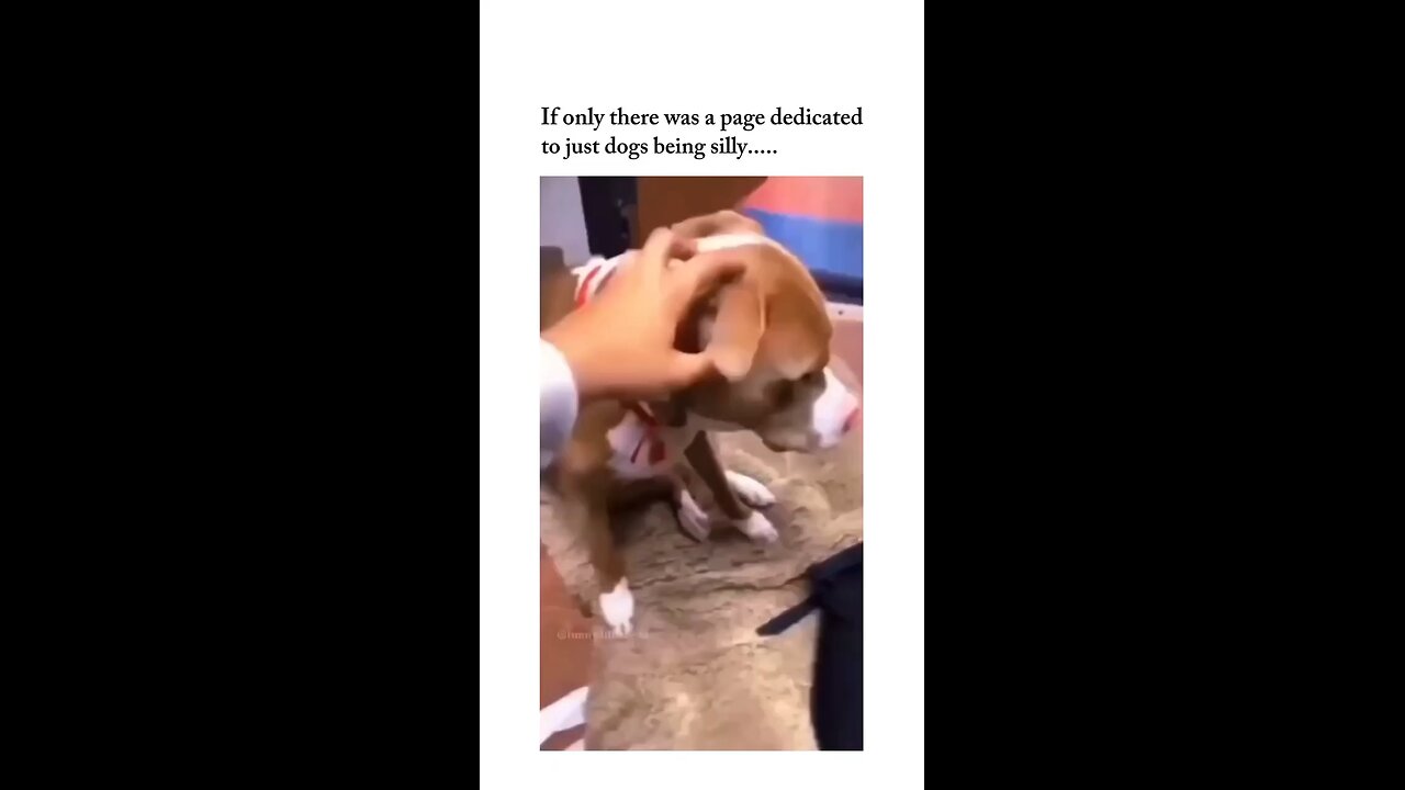 Funny animals
