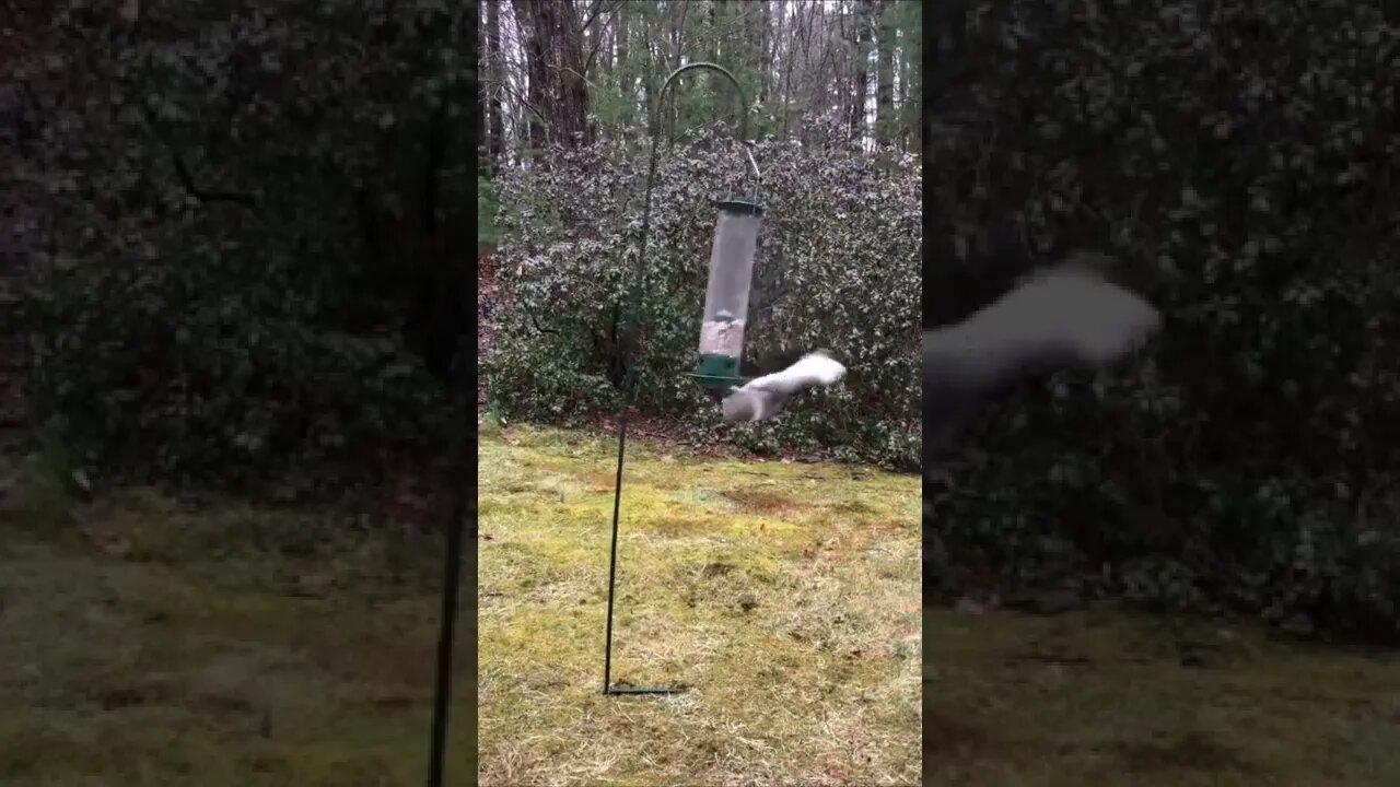 Squirrel Falls for Husky