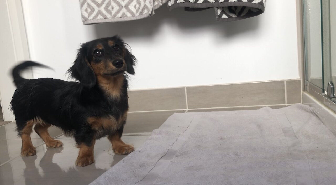 Water-loving puppy jumps into shower with her owner