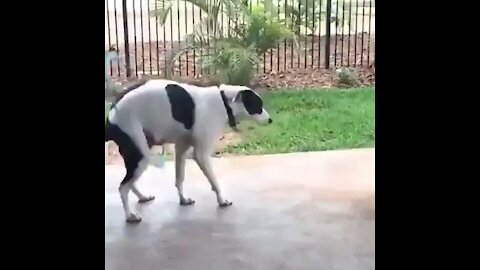Dog dancing hula hoop 🤣🤣🤣