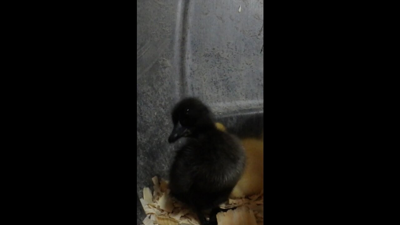 Cayuga Duckling meets the Camera