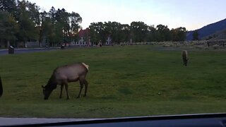 More elk grazing in Yellowstone