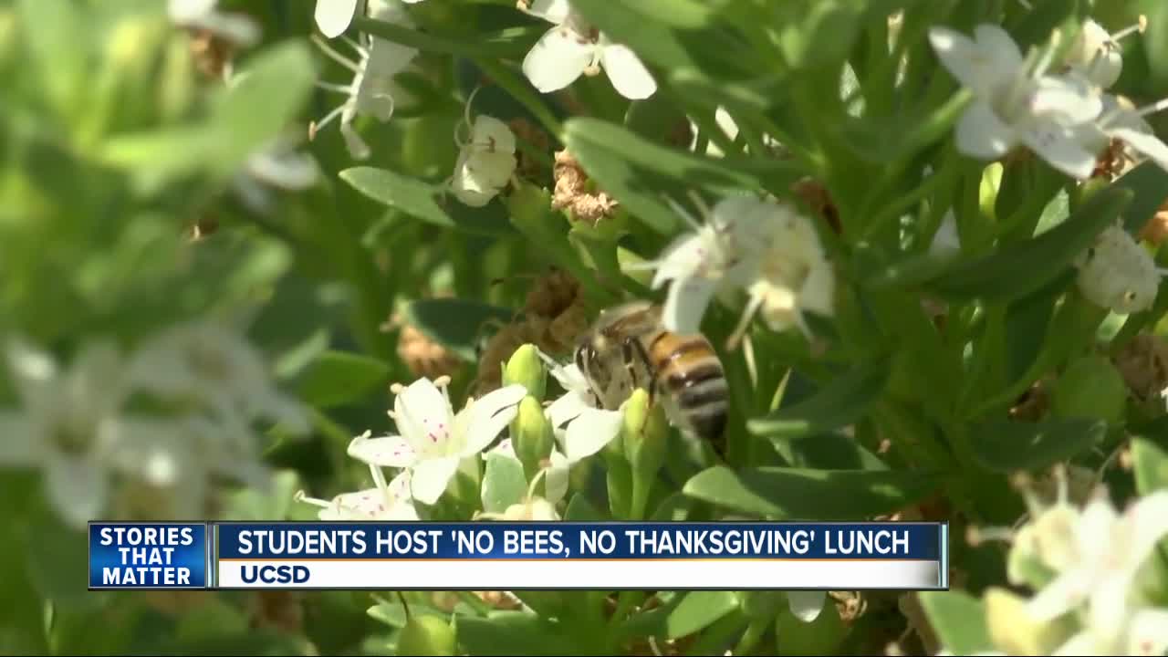 UC San Diego students host 'No bees' Thanksgiving luncheon