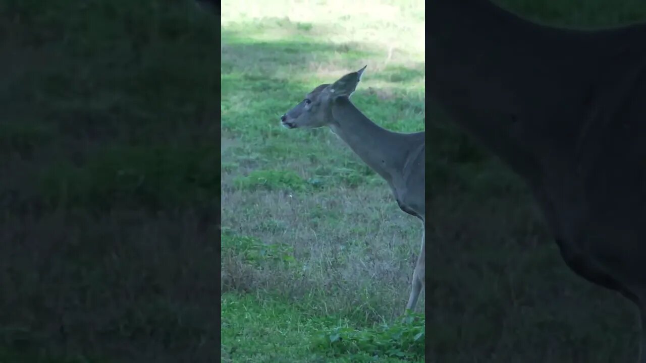 This doe was not having it, somebody caption this #shorts #deer #deerhunting