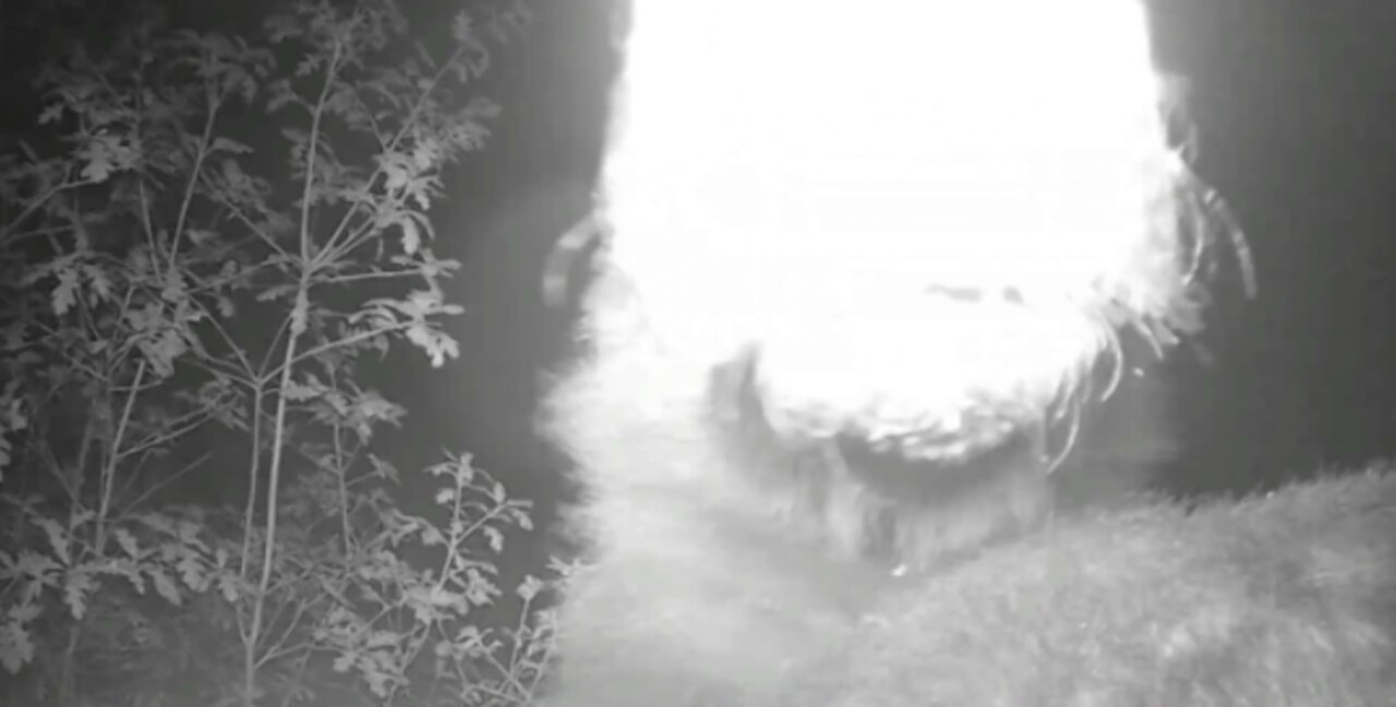 Bear KNOCKS DOWN Camera!