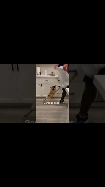 I trash talk on garbage day🗑😤 #pug #puglover