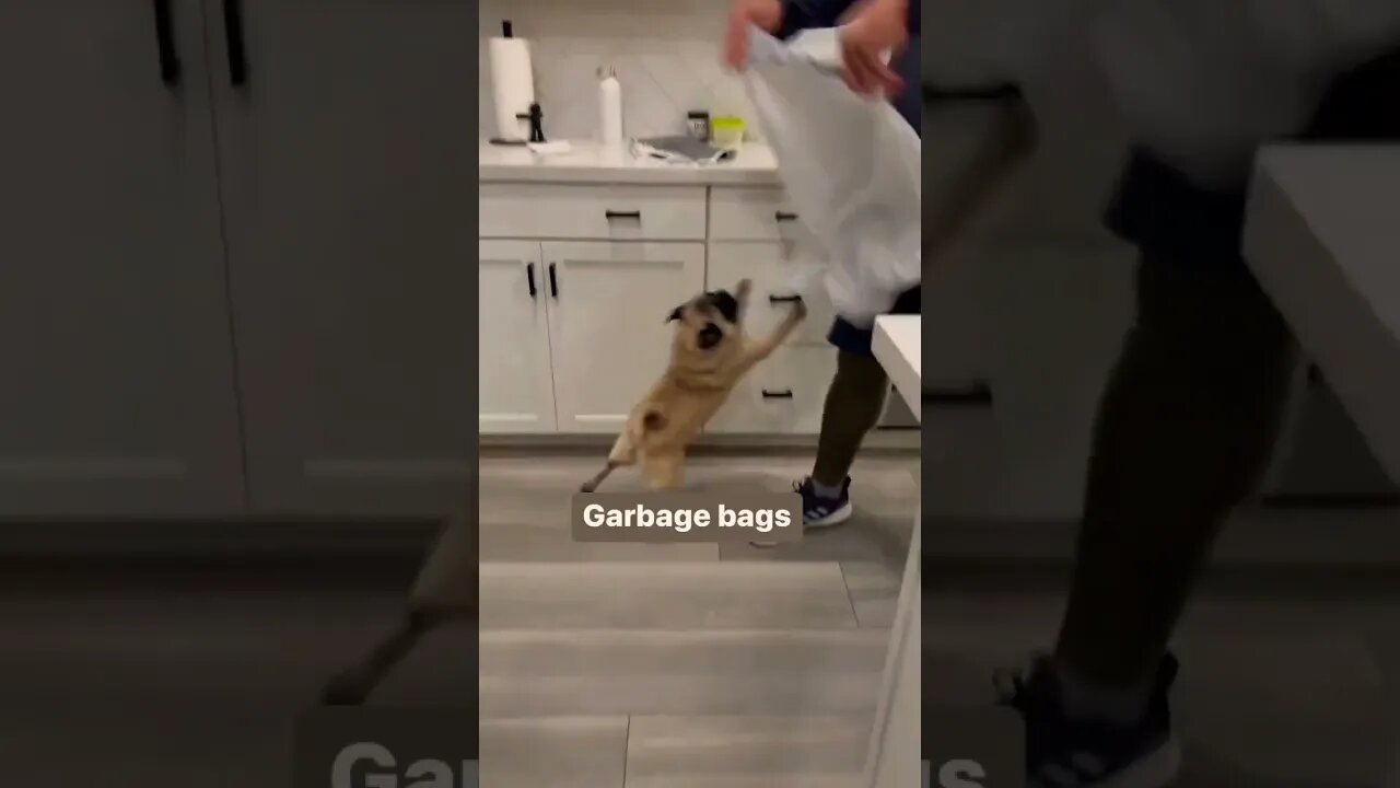 I trash talk on garbage day🗑😤 #pug #puglover