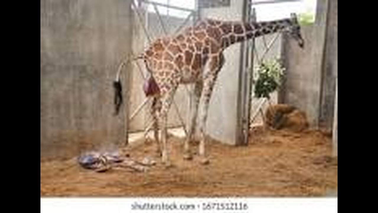 Giraffe Birth Close Up! - See Every Step of Asali's Birth at the Houston Zoo