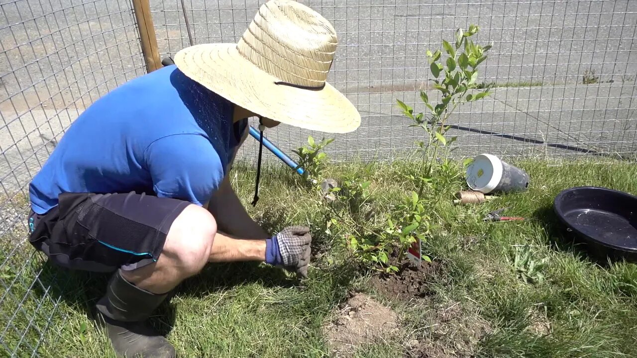 I Planted a PINK BLUEBERRY Bush!?