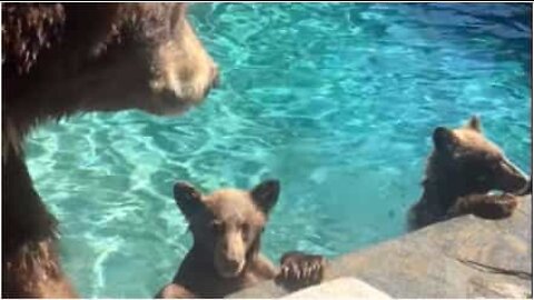 Família encontra festa de ursos na piscina