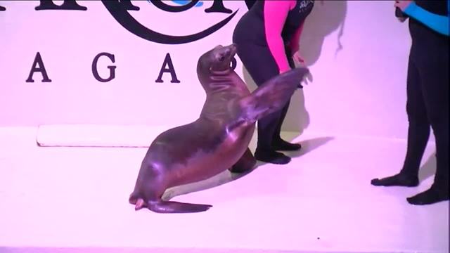 Aquarium of Niagara gives animals a second chance at life