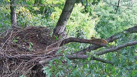 Hays Eagles Fox Squirrel visits, yoga stretches and grooming on the escalator! 09-25-2023 11:41am