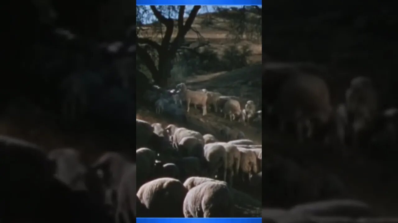 God anointed David as king while he.was still working in the pasture.