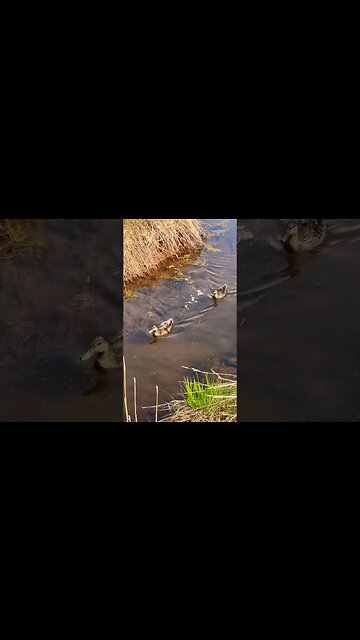 Ducks on the Hunt for Food 🦆