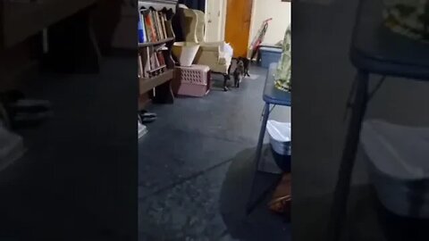 These cats love me