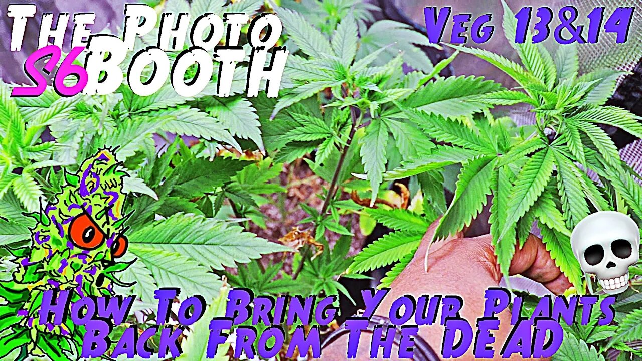 The Photo Booth S6 Ep. 8 | Veg 13 & 14 | How To Bring Your Plants Back From The DEAD!