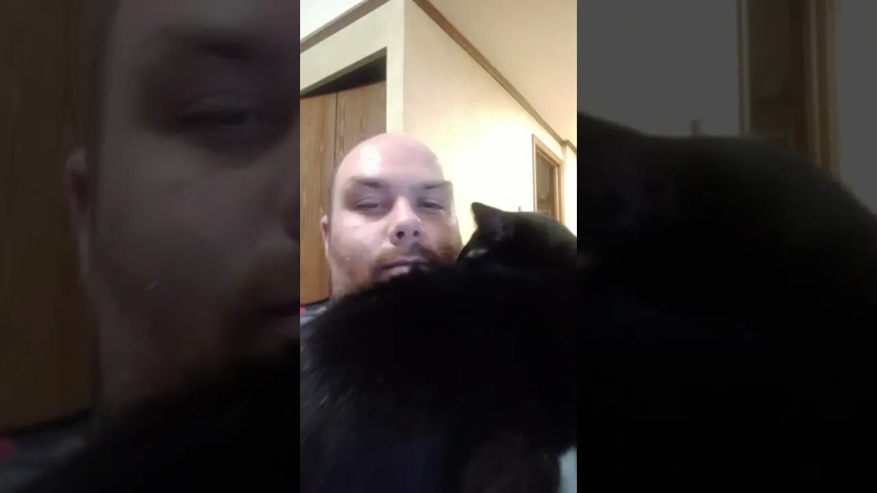 Moonpie is Fluffy #shortsvideo #shortsfeed #youtubeshorts #cat #catvideos