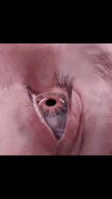 THE BEARS SPIES KEEP A EYE OUT FOR YOU