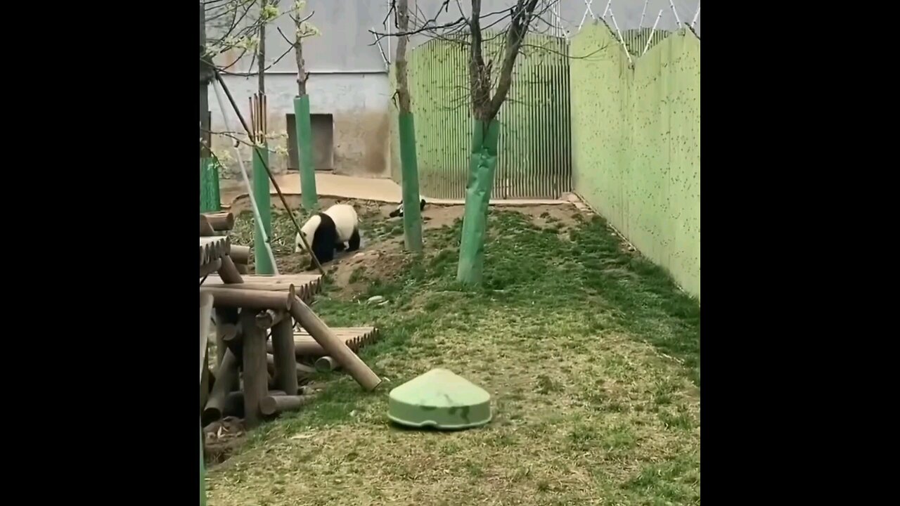 cute animals