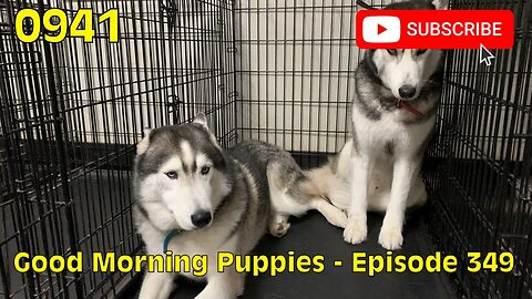 [0941] GOOD MORNING PUPPIES - EPISODE 349 [#dogs #doggos #doggos #puppies #dogdaycare]