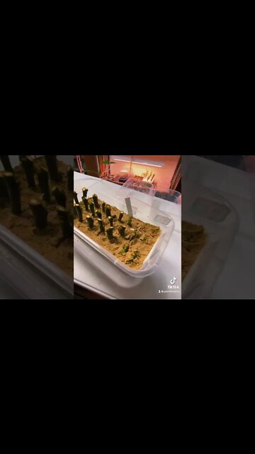 Unbelievable Results Rooting Cuttings! How To Root Fig Cuttings