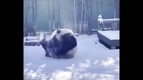 #Panda enjoying Snow