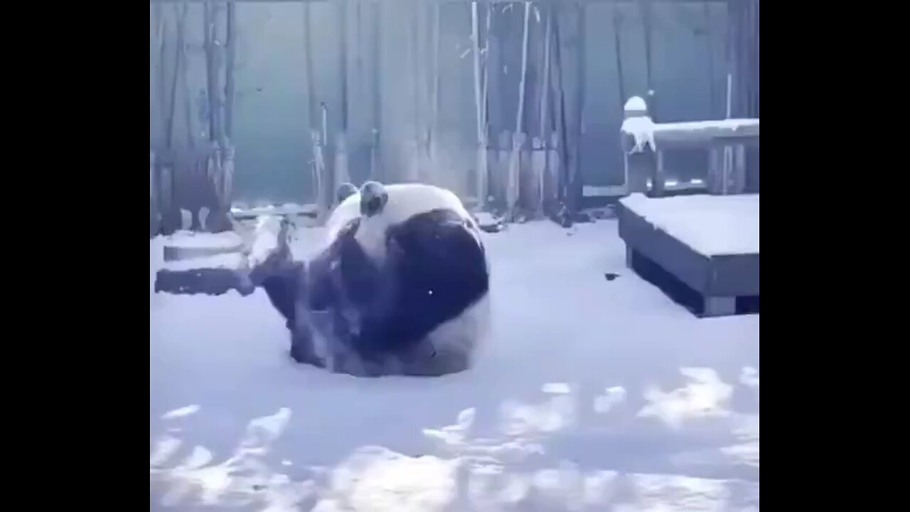 #Panda enjoying Snow