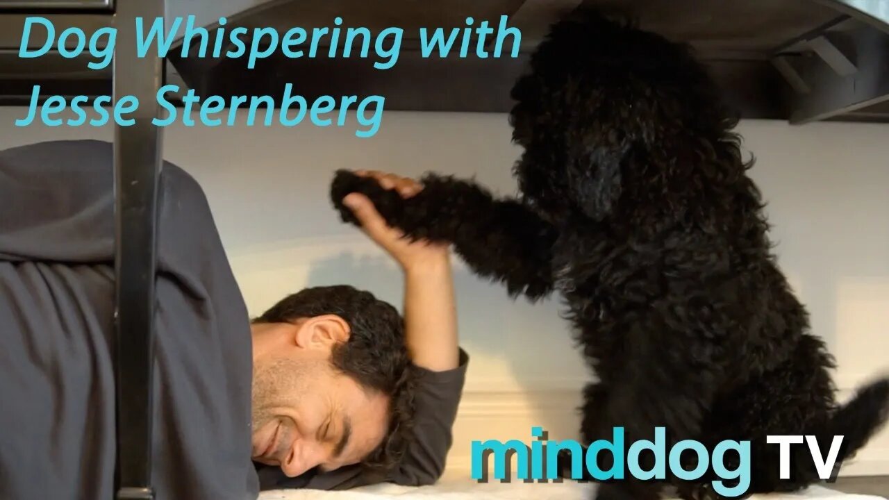 Dog Whispering with Jesse Sternberg