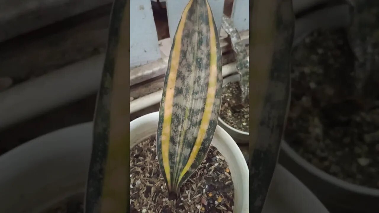 sansevieria kirkii