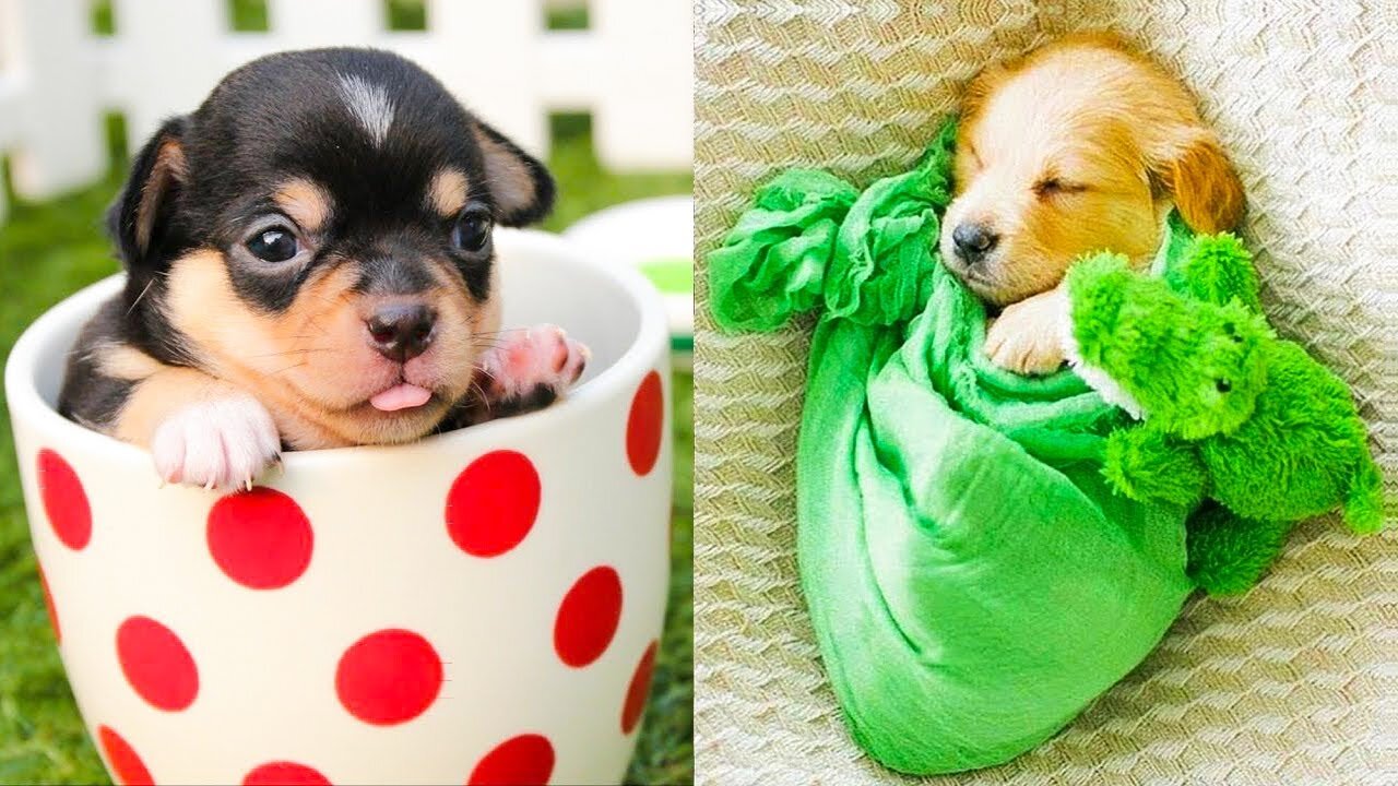Baby Dogs - Cute and Funny Dog Videos Compilation